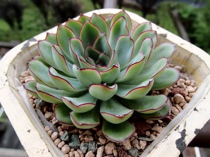 景天科拟石多肉植物,拟石莲属多肉很多人入门养的