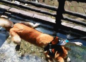 爆笑gif为了我的八块腹肌拼了,成年人幽默搞笑gif图片带字