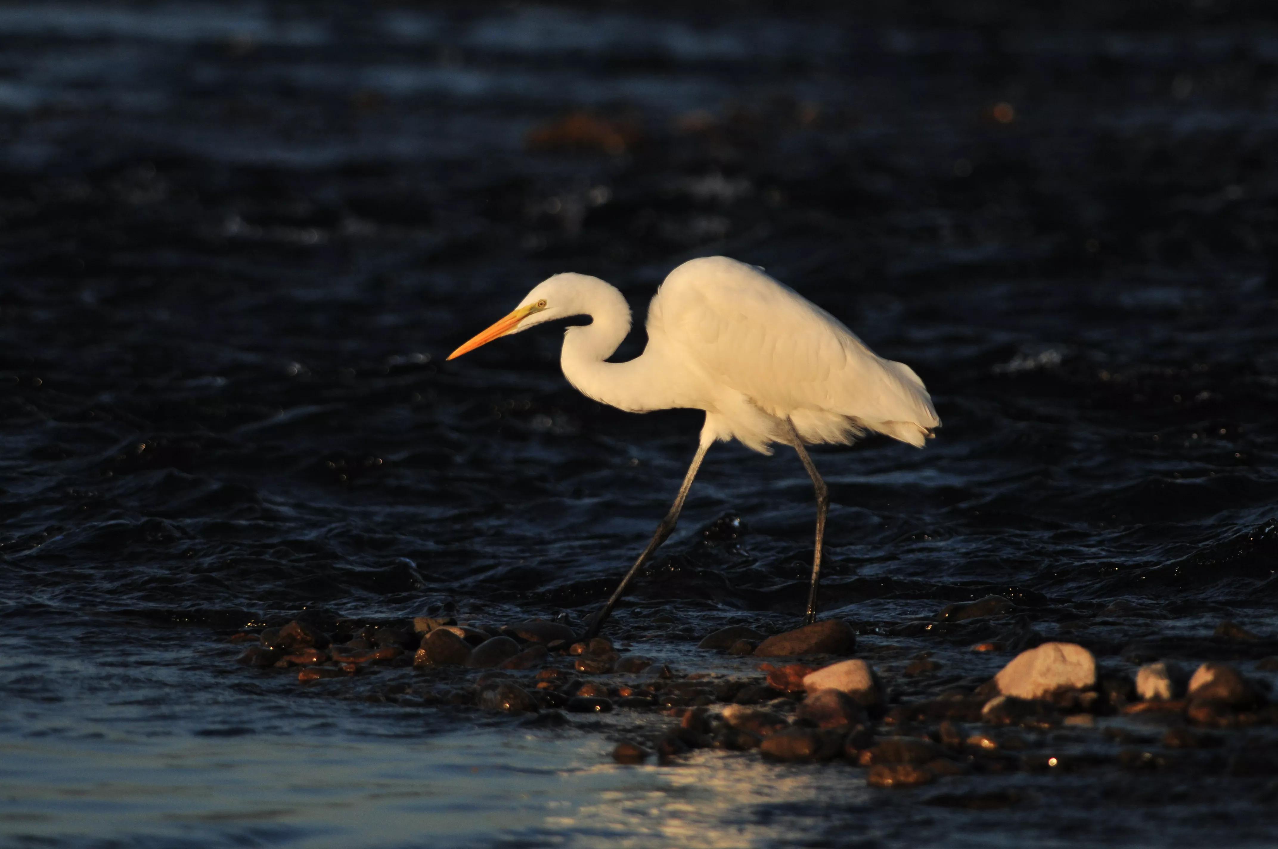 镜头装增距镜光圈会变化吗,镜头加增距镜后虚化效果会变好吗
