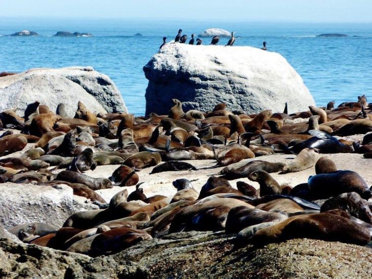 海豹油皮肤,海豹油外用美白效果怎么样