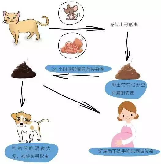 孩子出生后还会被感染弓形虫吗,生了孩子感染了弓形虫