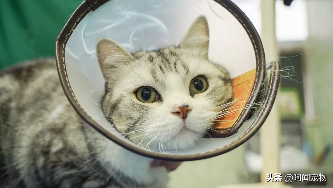 养猫咪怎么最省钱也能吃好,猫咪适合穷养和懒养