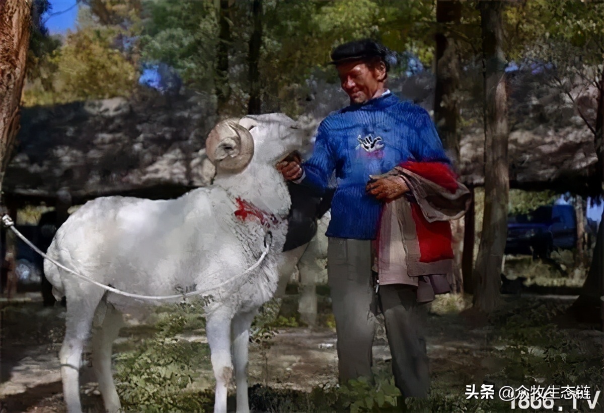 世界上最好的羊是哪个羊,世界最好的羊排名前十