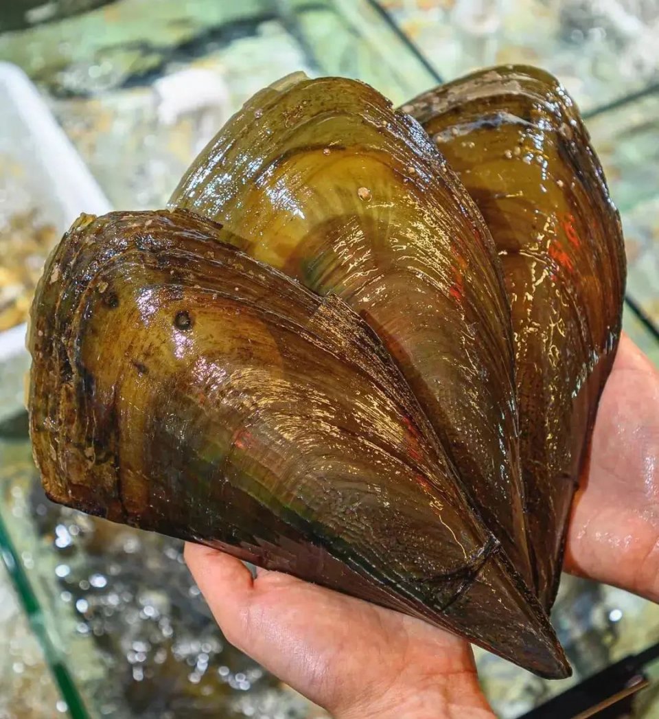 大渔铁板烧里的芝士扇贝,日式铁板烧芝士焗大虾