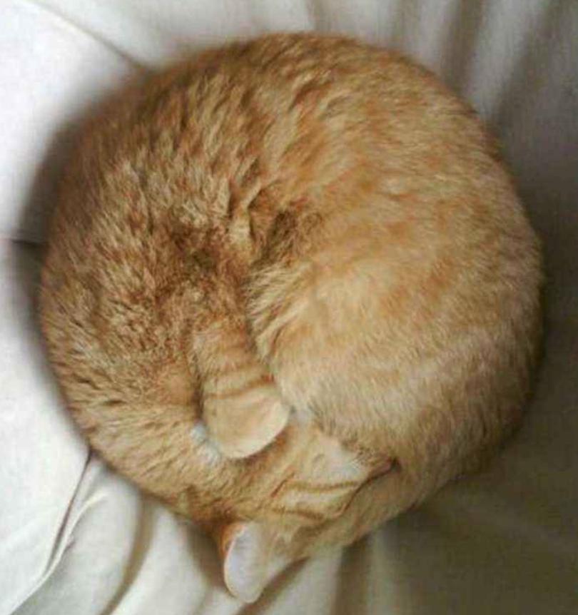 猫咪不同的睡姿,表达的情绪可不一样,快看看你家猫咪属于哪种？