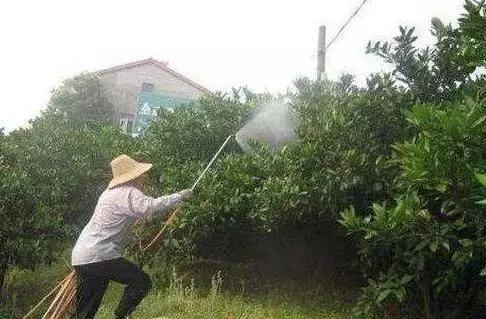 柑橘害虫的防治方法,种植柑橘需要防治哪些害虫