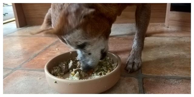 狗狗厌食吃什么狗粮,狗狗宁愿饿着也不吃狗粮怎么办