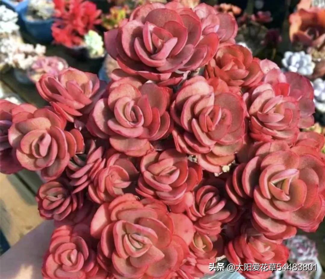 哪些多肉夏季怕太阳晒,冬季多肉植物徒长了怎么办