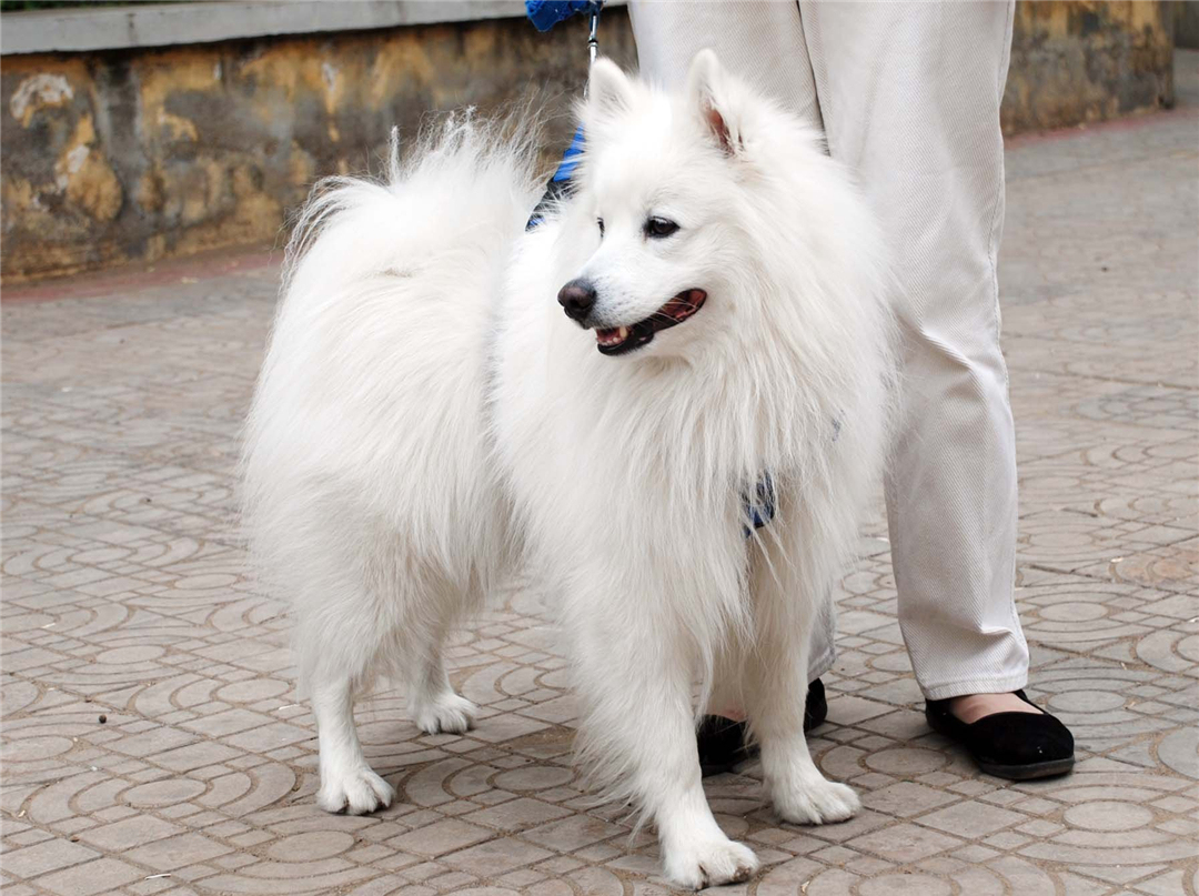 银狐犬应该怎么在家里喂养?在它吃东西的时候,不要打扰它