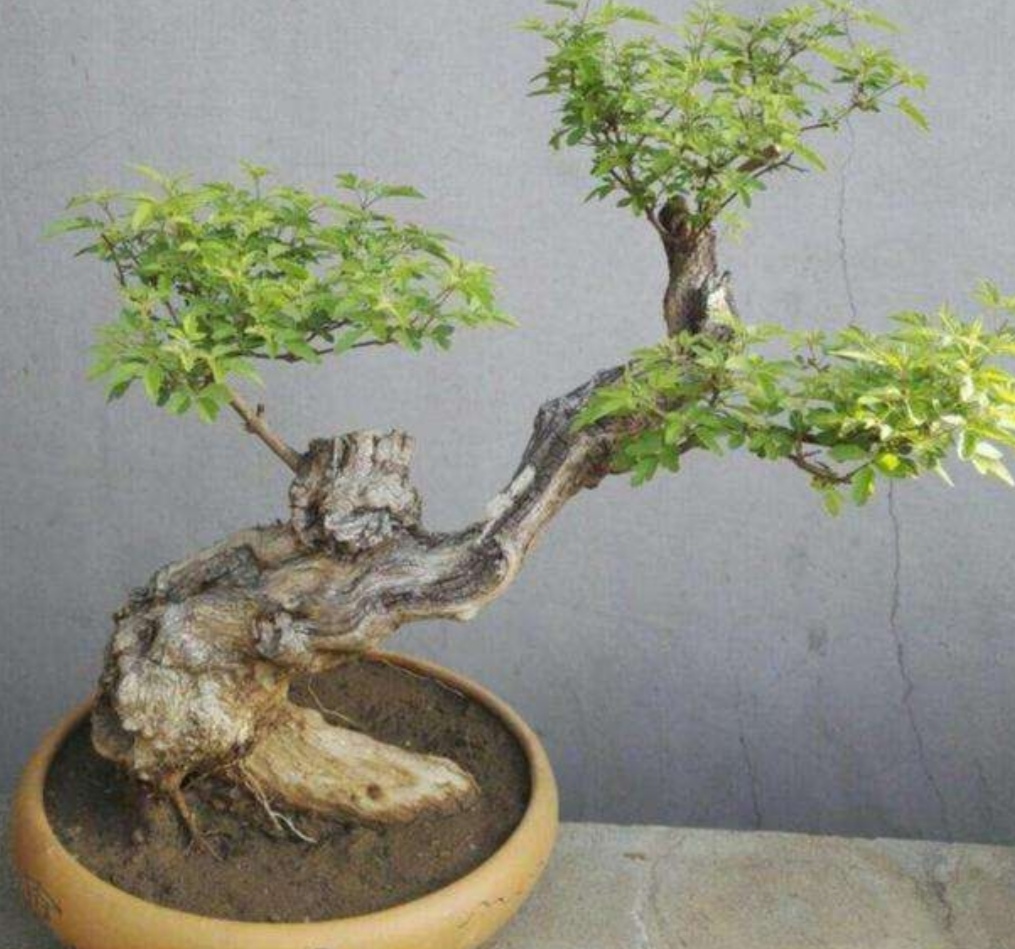 疙瘩树桩盆景,上山挖各种树桩做盆景