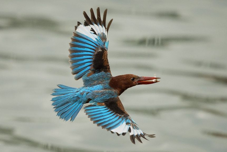 一顶凤冠需要多少翠鸟,一顶凤冠述说一段历史