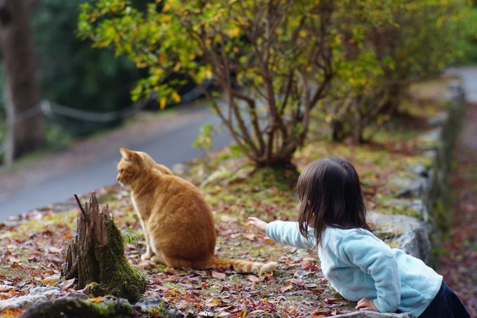 京都赏枫2022,京都赏枫必去景点有哪些好玩的