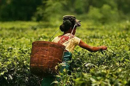 亚洲茶文化介绍,世界茶文化的发源地