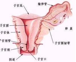 宫颈糜烂囊肿肥大需要怎么治疗呀,卵巢囊肿和宫颈糜烂可以一起治吗