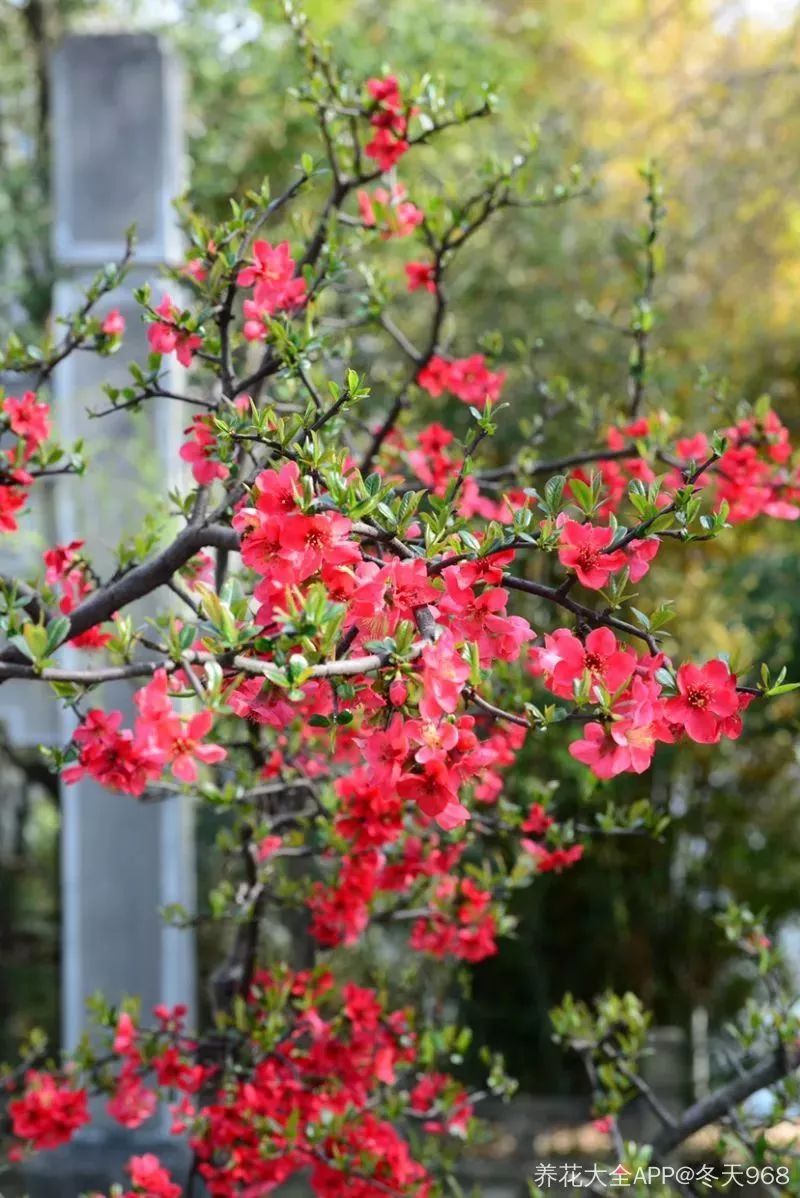 看到花的时候,不知是什么花?那就收下这份百花图谱
