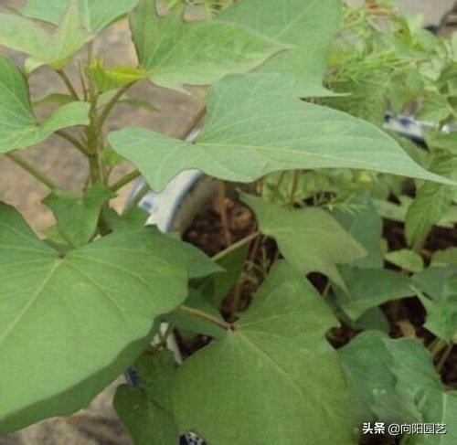 家里阳台种红薯的方法,家庭版种红薯的方法