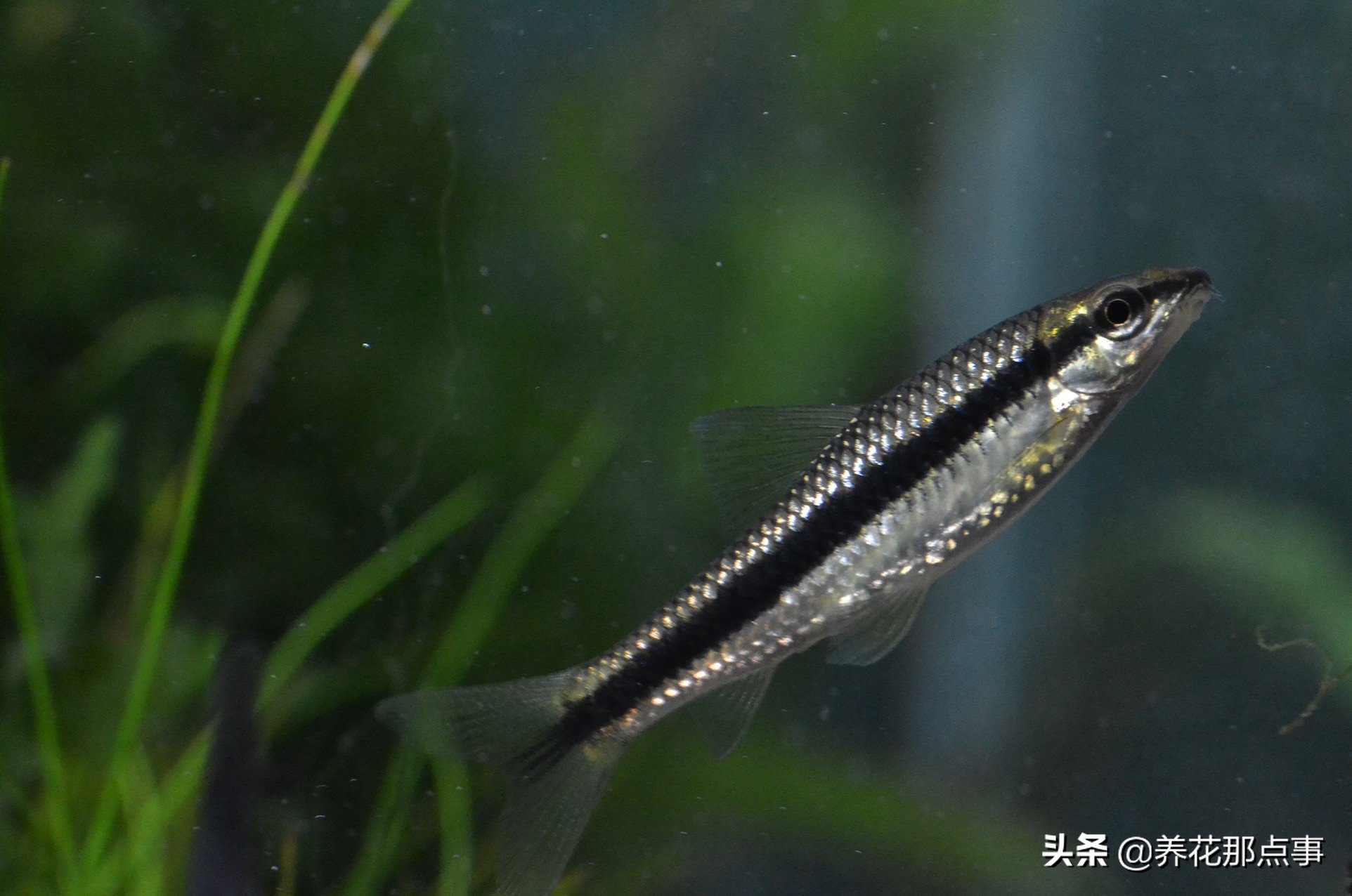 热带鱼生态鱼缸,热带鱼生态鱼缸养殖必备条件