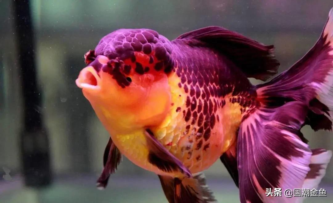 家庭养鱼小技巧和方法,观赏养鱼的方法和技巧