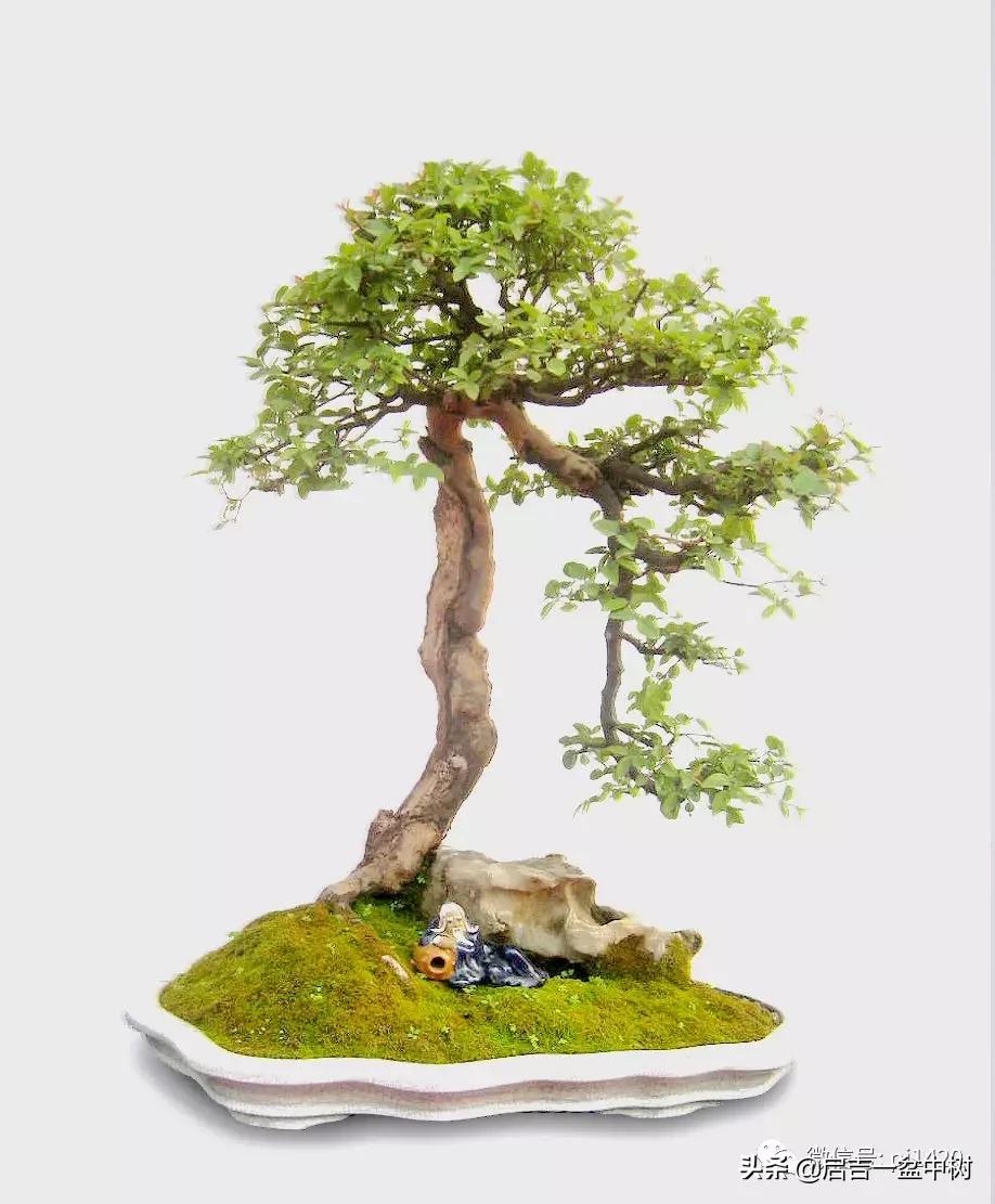 盆景跌价,盆景跌枝怎么解决