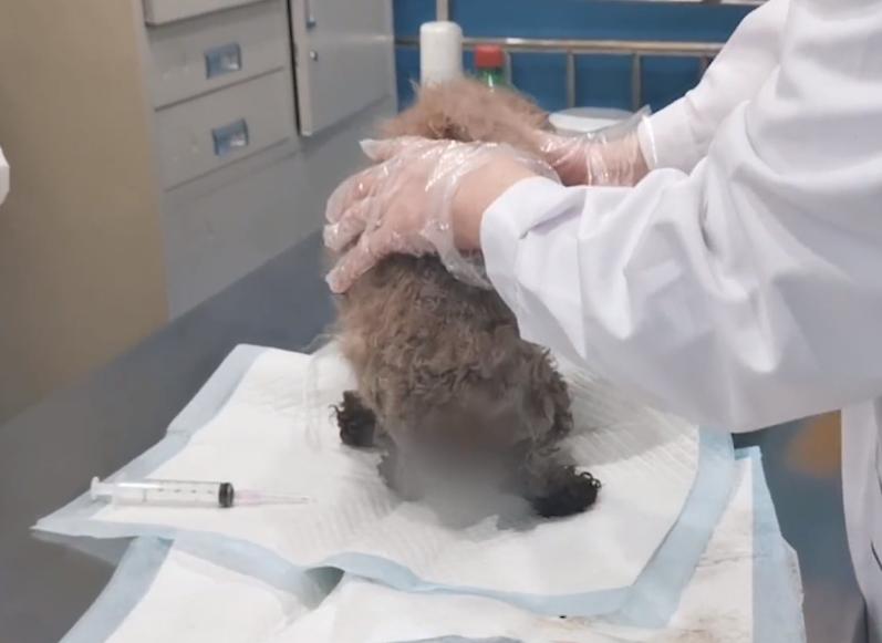 狗狗生产时生不出来会死吗,狗狗生产一定要剖腹产吗