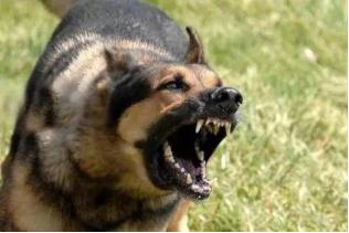 孩子被狗咬父母应该怎么办,孩子被狗咬如何自救