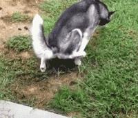 狗中奇葩哈士奇,狗界七大奇葩