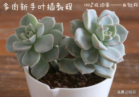 白牡丹叶插苗有多好养,白牡丹徒长修剪