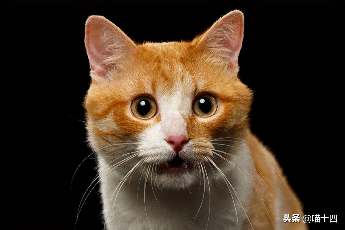 正确解决猫咪便秘的方法,猫咪便秘的症状和治疗方法