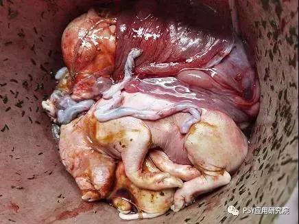 母猪产前一个月流产是怎么回事,母猪1个月流产