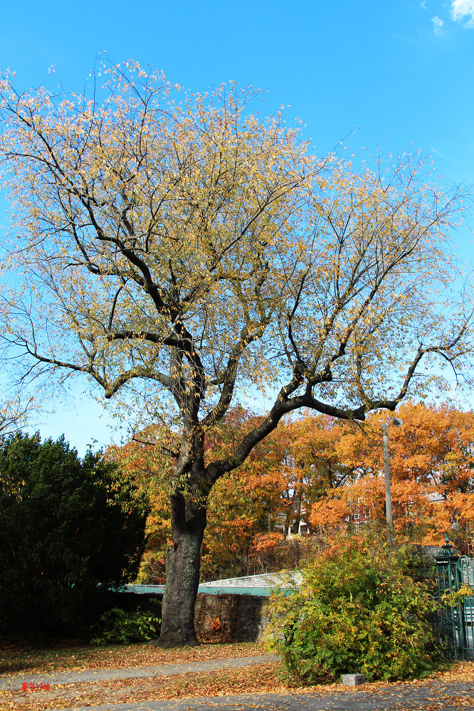 实木家具色系大全,实木家具樱桃色