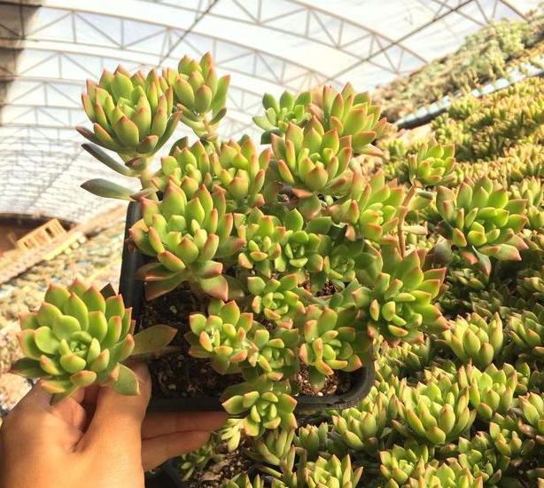 怎么挑多肉,最不易徒长的多肉排名