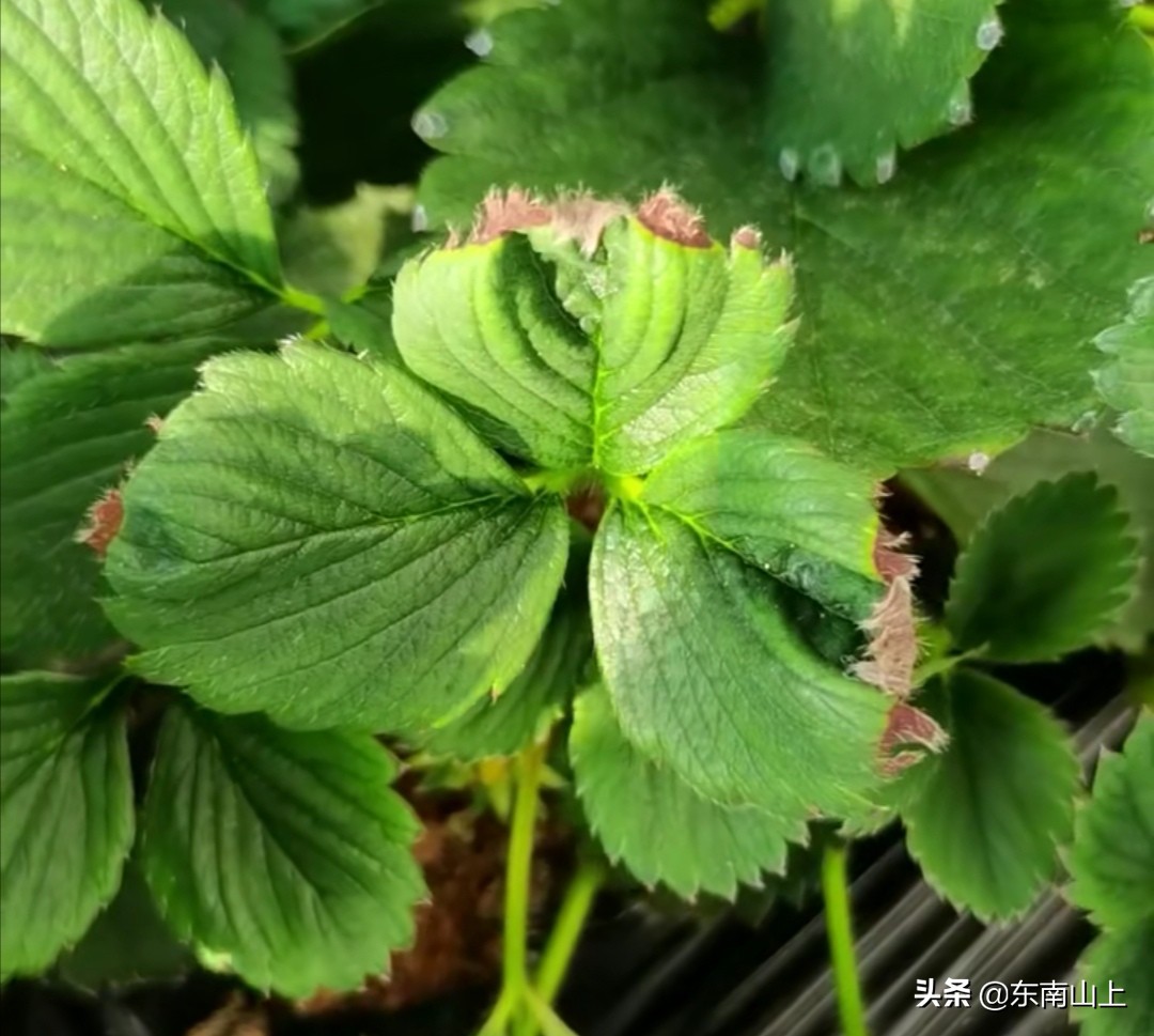 钙元素的性质,钙元素和微量元素分别是什么