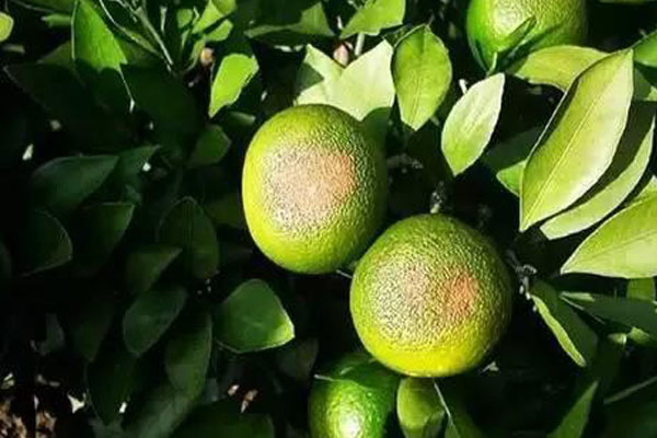 脐橙裂果的原因和解决方法,脐橙防内裂果的最佳方法