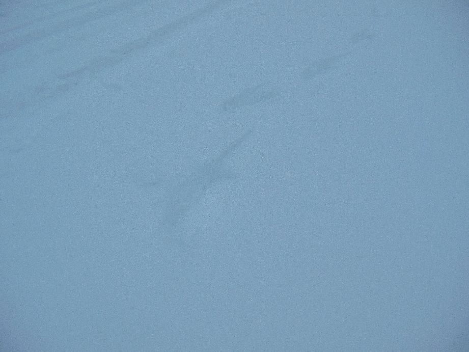 诗歌等一场雪的到来,一场雪的到来