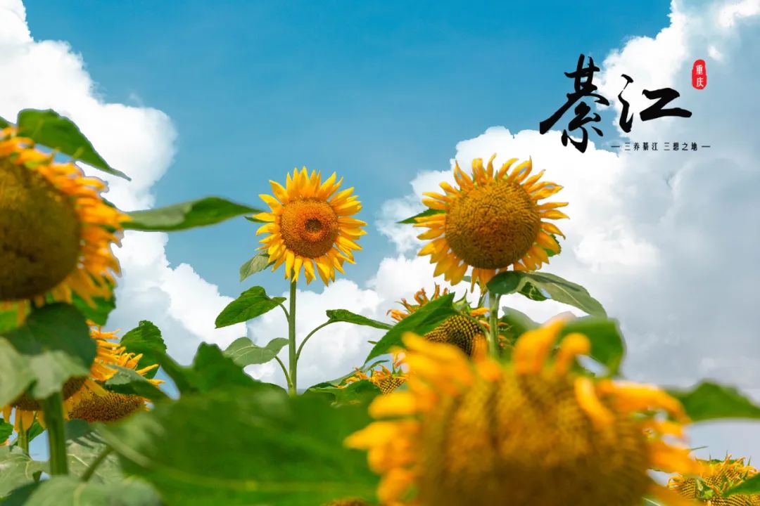 綦江城区游,重庆綦江区旅游