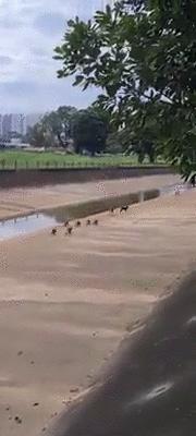 新加坡华人打架斗殴事件,新加坡打架最惨烈的一次