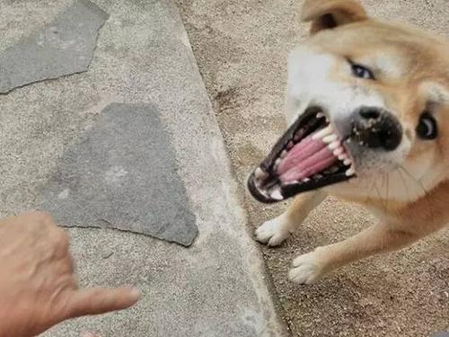 为什么劝你不要养柴犬,为什么都不建议养柴犬