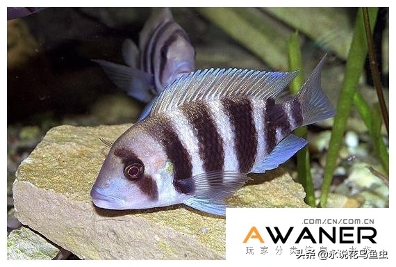 慈鲷品种及图片,慈鲷科都有哪些厉害的品种