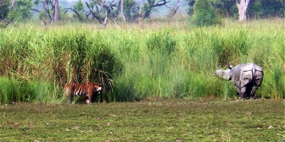 多少只斑鬣狗能战胜雄狮,一头雄狮一次可以咬死多少只鬣狗