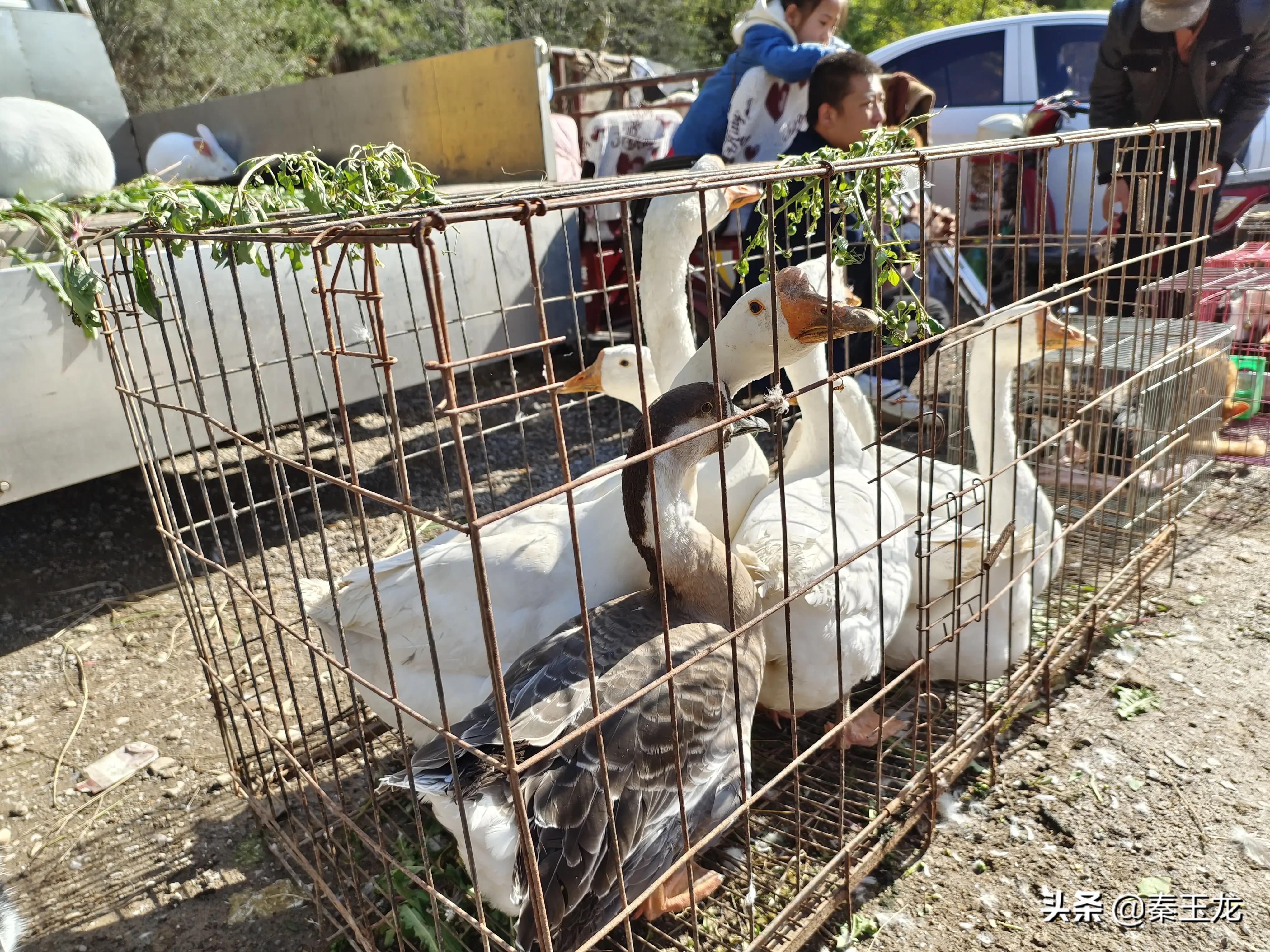 狗市，市井文化的洼地