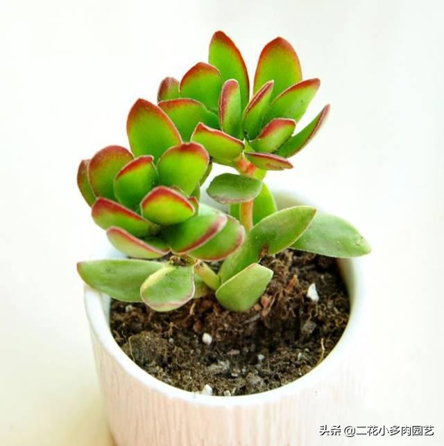 365种·常见花卉图谱，观果和多肉植物收藏篇