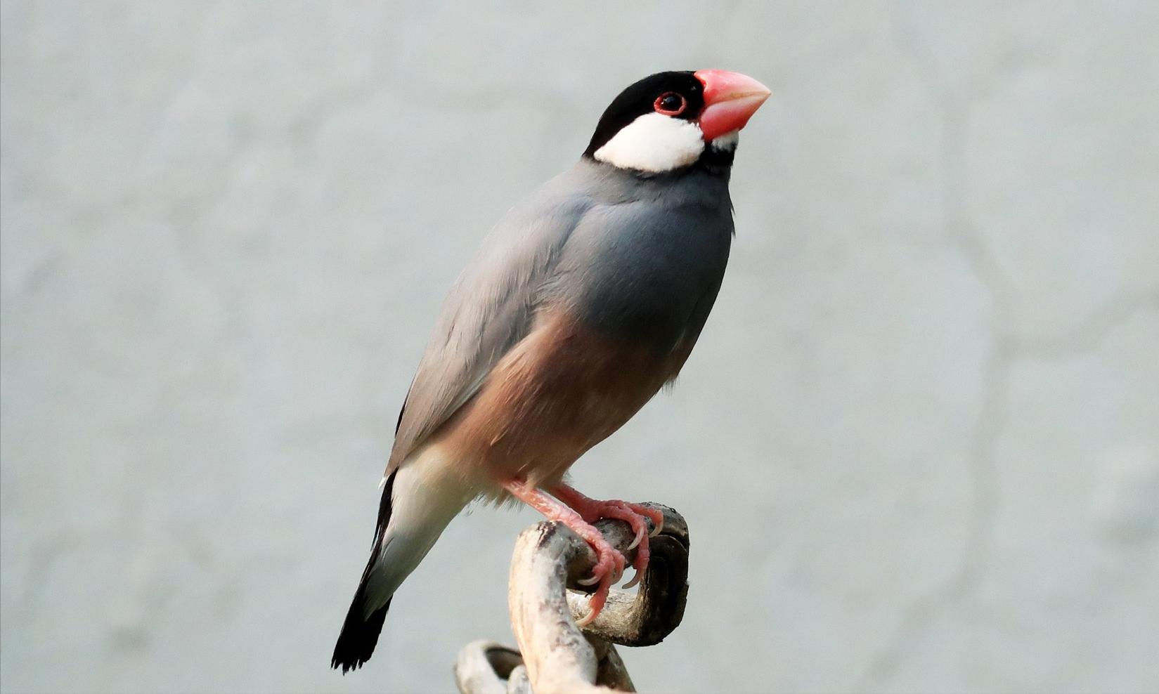 广东常见鸟类图谱和名称图文,东江揽胜鸟类