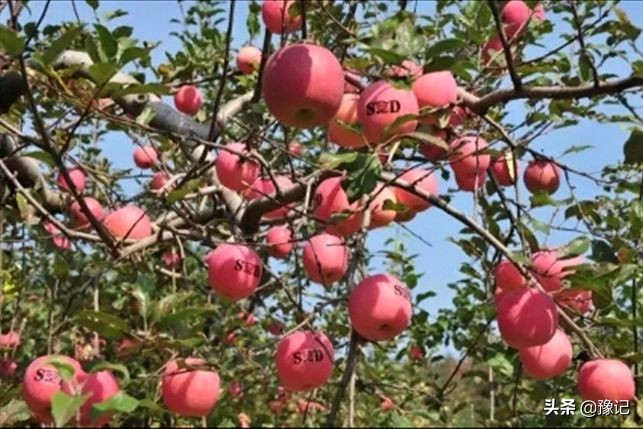 灵宝苹果享誉全国,灵宝的苹果有名吗