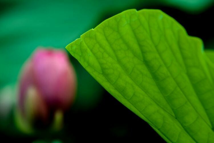 荷叶田田垂柳依依,荷叶田田杨柳依依