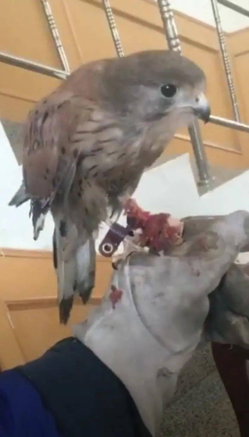 短视频以及电商生态研究报告,短视频与直播电商行业调研报告