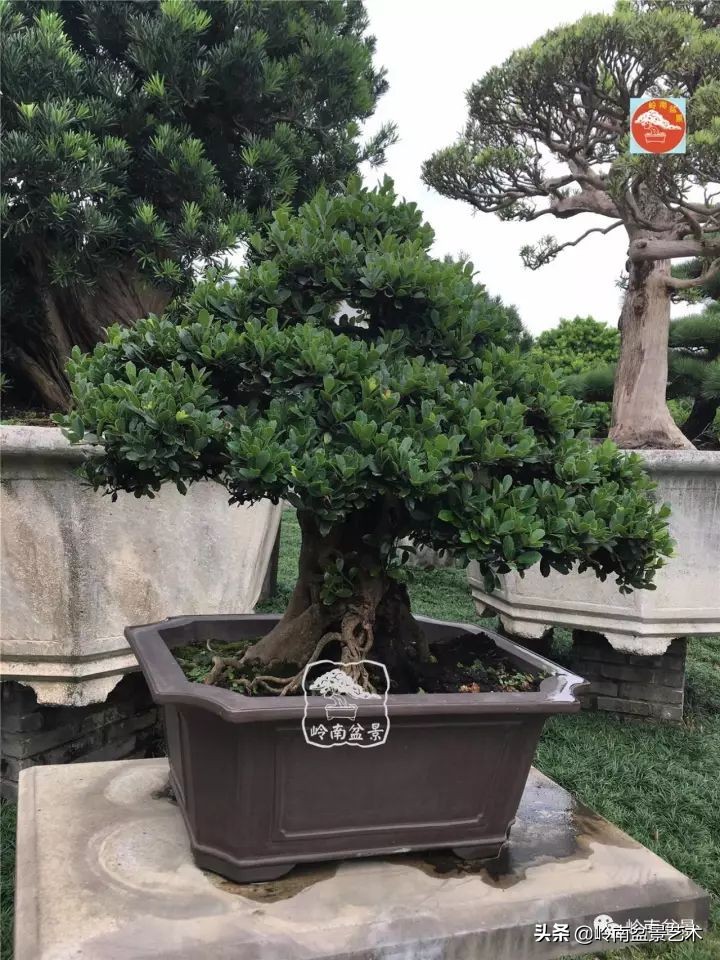 中华蚊母盆景造型,中华蚊母盆景价格