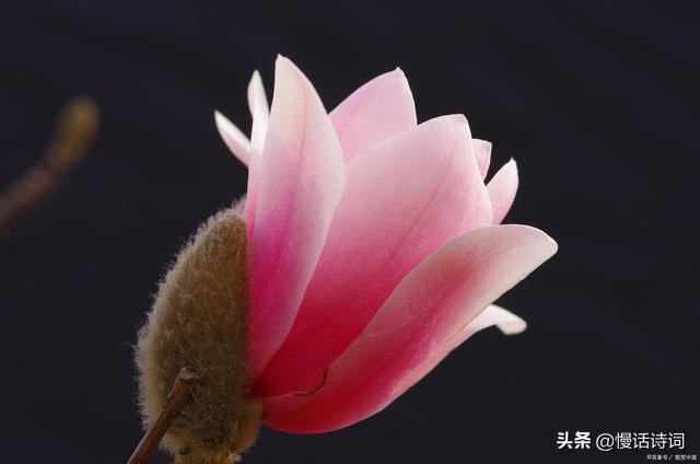 苏轼写给王闰之的诗,苏轼写给苏辙的诗句