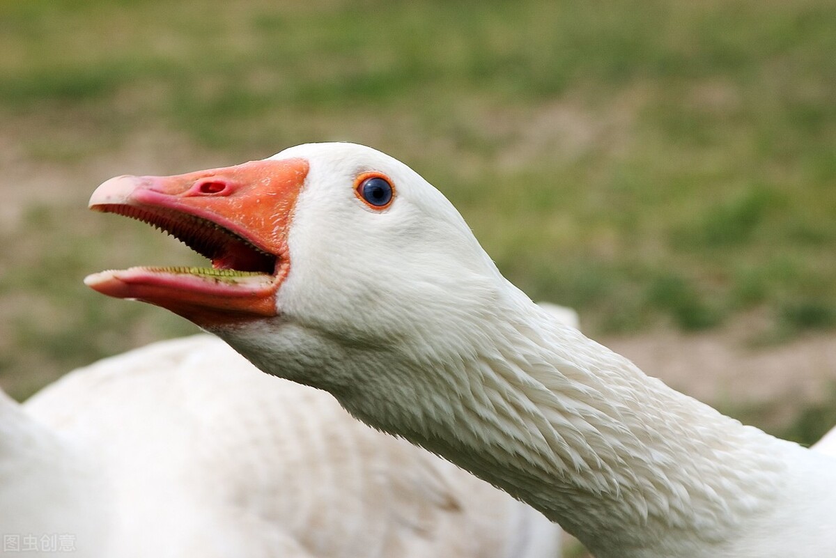 老虎幼崽追大鹅被反杀逃进笼,大鹅大战老虎老虎被吓瘫软