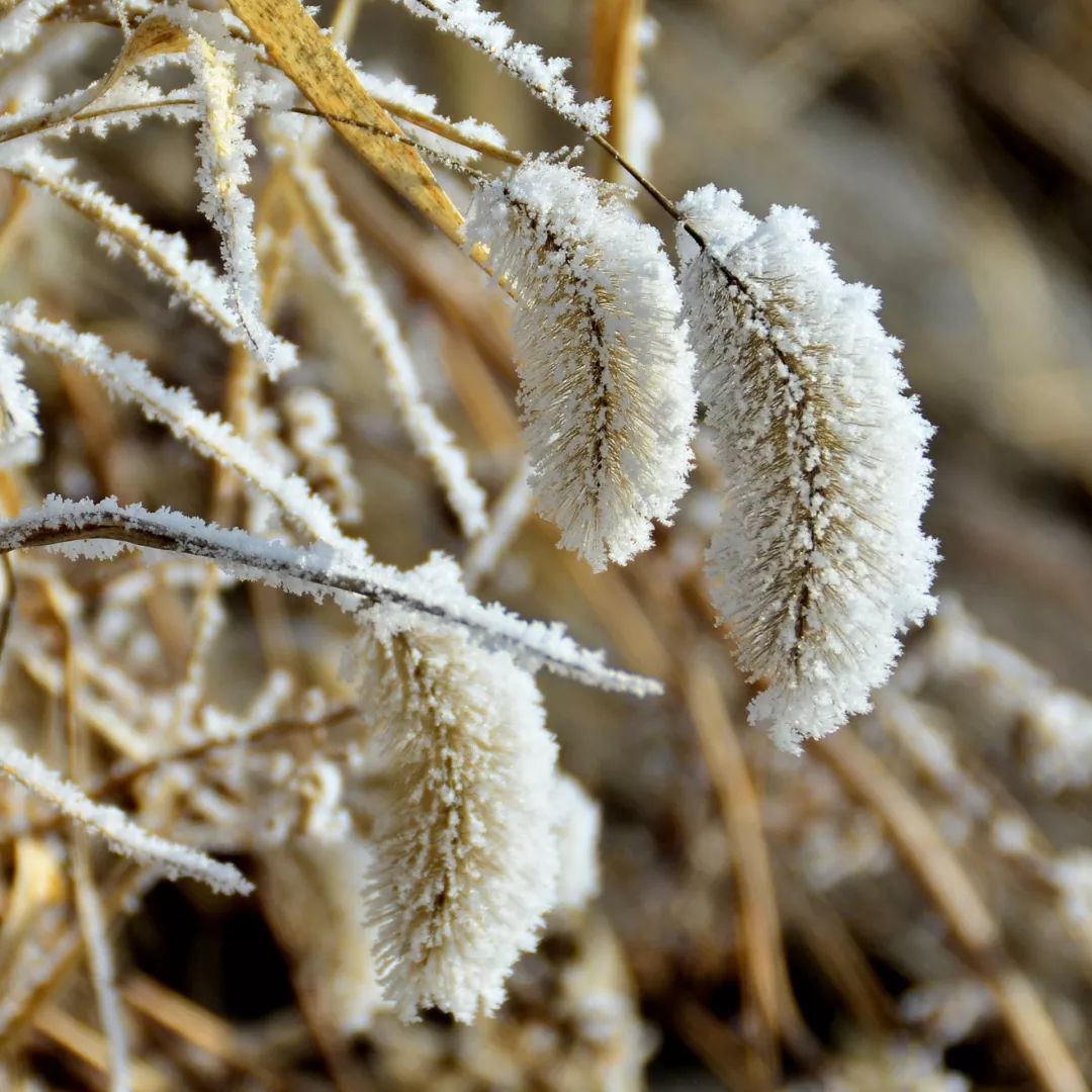 最漂亮的雾凇雪景在哪里,为什么吉林的雾凇最知名