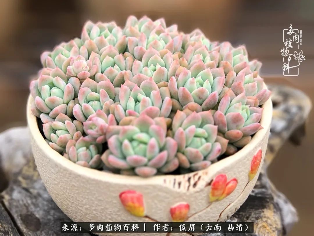 多肉怎么养度夏,多肉怎么养之度夏篇